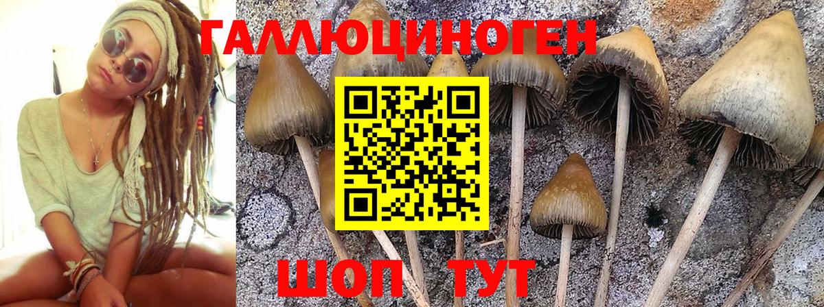 Галлюциногенные грибы Cubensis  Вход с VPN  Йошкар-Ола 